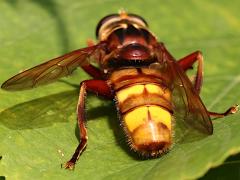 (Milesia Giant Flower Fly) rear (Milesia Giant Flower Fly) rear