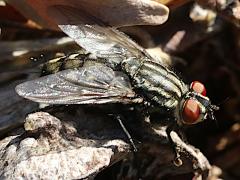 (Sarcophaga Flesh Fly) dorsal (Sarcophaga Flesh Fly) dorsal