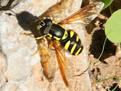 (Chrysotoxum Meadow Fly) dorsal (Chrysotoxum Meadow Fly) dorsal