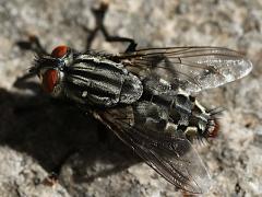 (Sarcophaga Flesh Fly) dorsal (Sarcophaga Flesh Fly) dorsal