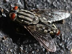 (Sarcophaga Flesh Fly) lateral (Sarcophaga Flesh Fly) lateral