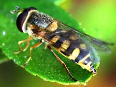(Eupeodes Aphideater) lateral (Eupeodes Aphideater) lateral
