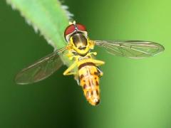 (Eastern Calligrapher) male (Eastern Calligrapher) male