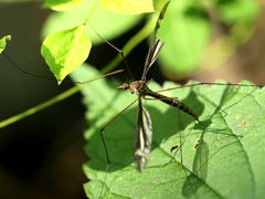 (Tipulidae Crane Fly) halteres (Tipulidae Crane Fly) halteres