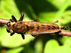(Red-footed Cannibalfly) dorsal (Red-footed Cannibalfly) dorsal
