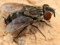(Miltogramminae Satellite Fly) female (Miltogramminae Satellite Fly) female