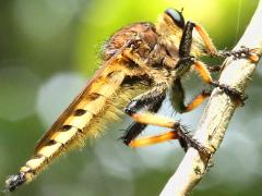 (Red-footed Cannibalfly) lateral (Red-footed Cannibalfly) lateral