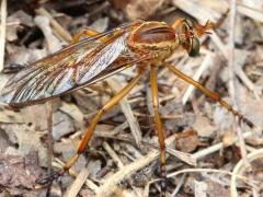 (Hanging-thief Robber Fly) dorsal (Hanging-thief Robber Fly) dorsal