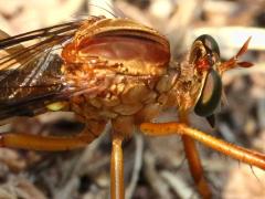 (Hanging-thief Robber Fly) head (Hanging-thief Robber Fly) head