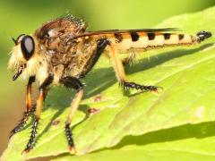 (Red-footed Cannibalfly) male (Red-footed Cannibalfly) male