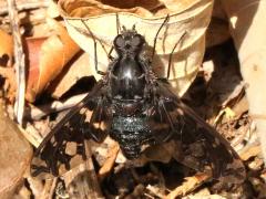 (Tiger Bee Fly) dorsal (Tiger Bee Fly) dorsal