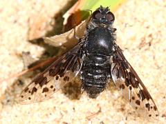 (Charcoal Bee Fly) dorsal (Charcoal Bee Fly) dorsal