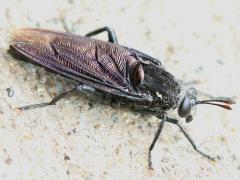 (Clubbed Mydas Fly) male dorsal (Clubbed Mydas Fly) male dorsal