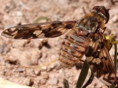 (Arethusa Bee Fly) dorsal (Arethusa Bee Fly) dorsal