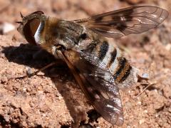 (Fenestratoid Bee Fly) dorsal (Fenestratoid Bee Fly) dorsal
