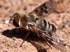 (Fenestratoid Bee Fly) lateral (Fenestratoid Bee Fly) lateral