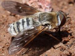 (Pallid Bee Fly) dorsal (Pallid Bee Fly) dorsal