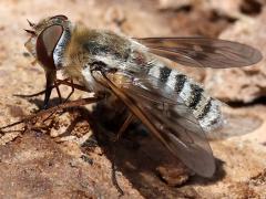 (Pallid Bee Fly) lateral (Pallid Bee Fly) lateral