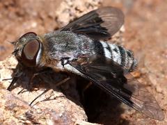 (Selene Bee Fly) dorsal (Selene Bee Fly) dorsal