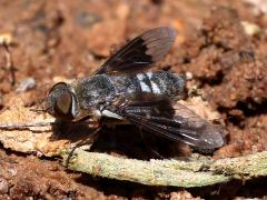 (Selene Bee Fly) lateral (Selene Bee Fly) lateral