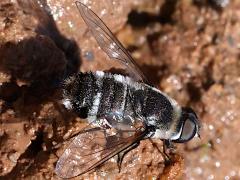 (Villa Bee Fly) dorsal (Villa Bee Fly) dorsal