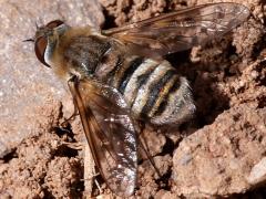 (Villini Bee Fly) dorsal (Villini Bee Fly) dorsal
