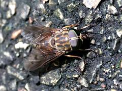 (Tabanus Horse Fly) dorsal (Tabanus Horse Fly) dorsal