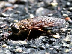(Tabanus Horse Fly) lateral (Tabanus Horse Fly) lateral