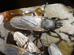 (Bristly Kelp Fly) dorsal on Giant Kelp (Bristly Kelp Fly) dorsal on Giant Kelp