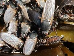 (Bristly Kelp Fly) ventral on Giant Kelp (Bristly Kelp Fly) ventral on Giant Kelp
