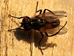(Common House Fly) dorsal (Common House Fly) dorsal