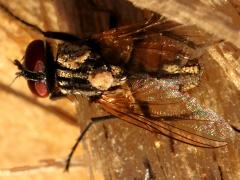 (Common House Fly) top (Common House Fly) top