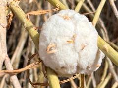 (Cotton-gall Tephritid) gall on Rubber Rabbitbrush (Cotton-gall Tephritid) gall on Rubber Rabbitbrush