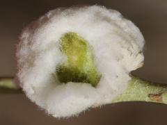 (Cotton-gall Tephritid) open gall on Rubber Rabbitbrush (Cotton-gall Tephritid) open gall on Rubber Rabbitbrush