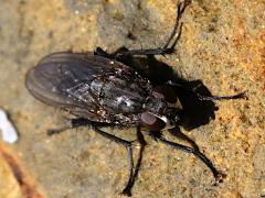 (Fucellia Seaweed Fly) dorsal (Fucellia Seaweed Fly) dorsal