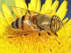 (Band-Eyed Drone Fly) male lateral (Band-Eyed Drone Fly) male lateral
