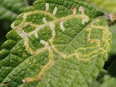 (Herring-bone Leafminer Fly) leaf mine on Common Lantana (Herring-bone Leafminer Fly) leaf mine on Common Lantana