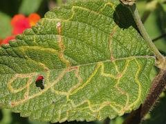 (Herring-bone Leafminer Fly) upperside mine on Common Lantana (Herring-bone Leafminer Fly) upperside mine on Common Lantana