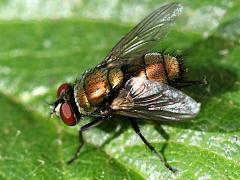 (Common Greenbottle Fly) dorsal (Common Greenbottle Fly) dorsal