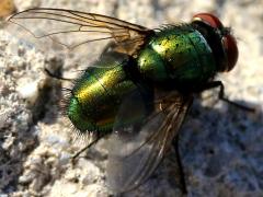 (Common Greenbottle Fly) dorsal (Common Greenbottle Fly) dorsal