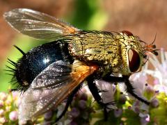 (Hornworm Tachinid Fly) female dorsal (Hornworm Tachinid Fly) female dorsal