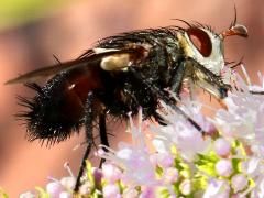 (Hornworm Tachinid Fly) female profile (Hornworm Tachinid Fly) female profile