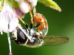 (Common Grass Skimmer) profile (Common Grass Skimmer) profile