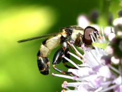 (Common Compost Fly) lateral (Common Compost Fly) lateral