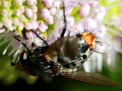 (Winthemia Bristle Fly) female dorsal (Winthemia Bristle Fly) female dorsal