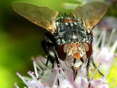 (Winthemia Bristle Fly) female face (Winthemia Bristle Fly) female face