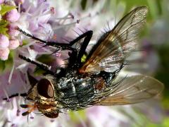 (Winthemia Bristle Fly) female lateral (Winthemia Bristle Fly) female lateral