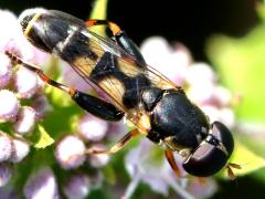 (Common Compost Fly) dorsal (Common Compost Fly) dorsal