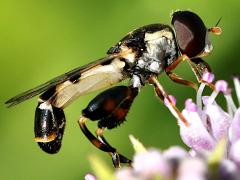 (Common Compost Fly) lateral (Common Compost Fly) lateral