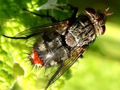 (Winthemia Bristle Fly) female dorsal (Winthemia Bristle Fly) female dorsal